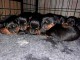 Dons chiot rottweiler disponible 