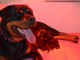 adorable chiot rottweiler disponible 