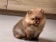 B&eacute;b&eacute; chiot spitz allemand disponible 