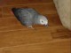 Perroquet gris du Gabon disponible 