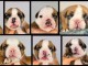 chiot bulldog anglais m&acirc;le a donner 