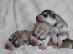 je donne des chiots husky sib&eacute;rien 