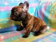 chiot bouledogue fran&ccedil;ais disponible 