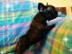 magnifique chiot bouledogue fran&ccedil;ais 
