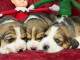 Dons chiot beagle disponible 