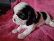 Je donne chiot cavalier king charle 