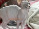 Chaton sphynx disponible pour adoption 