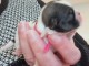 Adorable chiot Shih Tzu a donner 