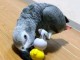 Perroquet gris du Gabon pour saillie 