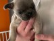 adorable chiot bouledogue fran&ccedil;ais 