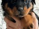 b&eacute;b&eacute; chiot rottweiler m&acirc;le adorable 