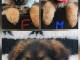 chiot type berger allemand lof 