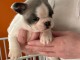Adorable chiot bouledogue fran&ccedil;ais &agrave; donner 