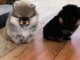 Magnifique chiot spitz allemand &agrave; vendre urgent 