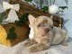 Je donne chiot bouledogue fran&ccedil;ais 
