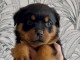 B&eacute;b&eacute; chiot type rottweiler &agrave; donner 