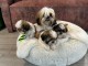 Adoption chiot Shih Tzu a donner 