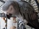 Perroquet gris du Gabon avec cage a vendre 