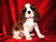 Chiot cavalier king charle femelle a donner 