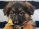 Chiot berger allemand lof m&acirc;le 700&euro;