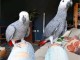 &Agrave; adopter perroquet gris du Gabon m&acirc;le et femelle 