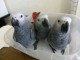 Perroquet gris du Gabon pour adoption 