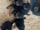 Dons chiot rottweiler m&acirc;le et femelle 