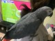 Je vends perroquet gris du Gabon 