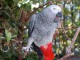 Perroquet gris du Gabon &agrave; donner 