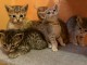 B&eacute;b&eacute; chaton Savannah &agrave; adopter 