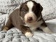 Dons chiot berger australien disponible 