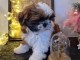 je donne chiot Shih Tzu lof m&acirc;le 