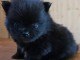 adorable chiot spitz nain Pom&eacute;ranie 