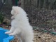 magnifique chiot spitz nain Pom&eacute;ranie 