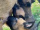 b&eacute;b&eacute; chiot belge belge disponible 