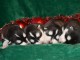 magnifique chiot husky sib&eacute;rien 