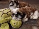 adoption chiot Shih Tzu 