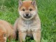 b&eacute;b&eacute; chiot Shiba inu a donner 
