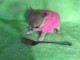 adorable chiot chihuahua femelle 