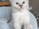 magnifique chaton ragdoll femelle 
