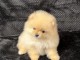 Je donne chiot spitz allemand 