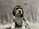 Chiot beagle disponible m&acirc;le 