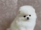 Adorable chiot Spitz allemand femelle a donner 