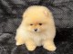 Magnifique chiot spitz allemand 