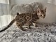 Magnifique chaton Bengal m&acirc;le 