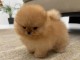 Chiot spitz nain disponible pour adoption 