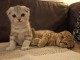 Chaton Scottish Fold a donner contre bon soin 