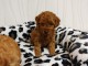 je donne chiot caniche disponible 