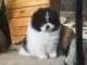 Chiot spitz nain disponible pour adoption 