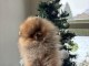Chiot spitz nain disponible de suite 
